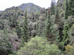 Santa Lucia fir (Abies bracteata). Miller Creek Canyon, Ventana Wilderness, Los Padres National Forest, Monterey County, CA. Copyright © Leor Pantilat. 